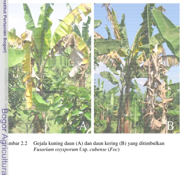 Gambar 2.2   Gejala kuning daun (A) dan daun kering  Fusarium oxysporum