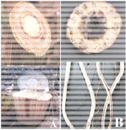 Gambar 2.3    Gejala bercak coklat batang semu  bonggol dan akar (B) yang ditimbulkan  cubense (