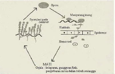Gambar 3. Mekanisme infeksi jamur M. anisopliae pada tubuh serangga (Charnley, 