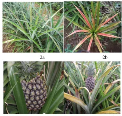 Gambar 2   a) Tanaman PC sehat, b) tanaman PC yang terinfeksi penyakit layu,        c) tanaman RC sehat, d) tanaman RC sakit.