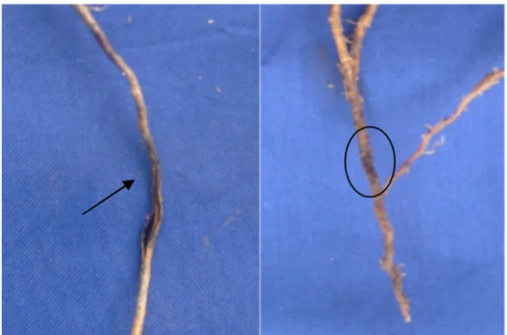 Gambar 11   Akar yang terserang Pratylenchus dan Rotylenchulus a) akar belang hitam akibat serangan Pratylenchus, b) pada akar terdapat paket telur Rotylenchulus yang dilapisi gelatin dan mirip gumpalan tanah.