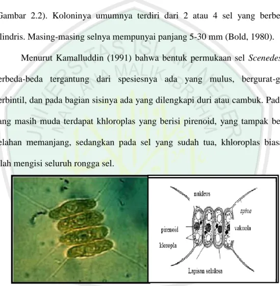 Gambar 2.3. Morfologi dan struktur Scenedesmus sp.  (Prihantini, 2007). 
