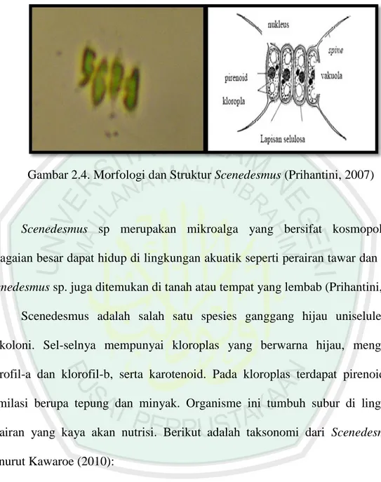 Gambar 2.4. Morfologi dan Struktur Scenedesmus (Prihantini, 2007) 