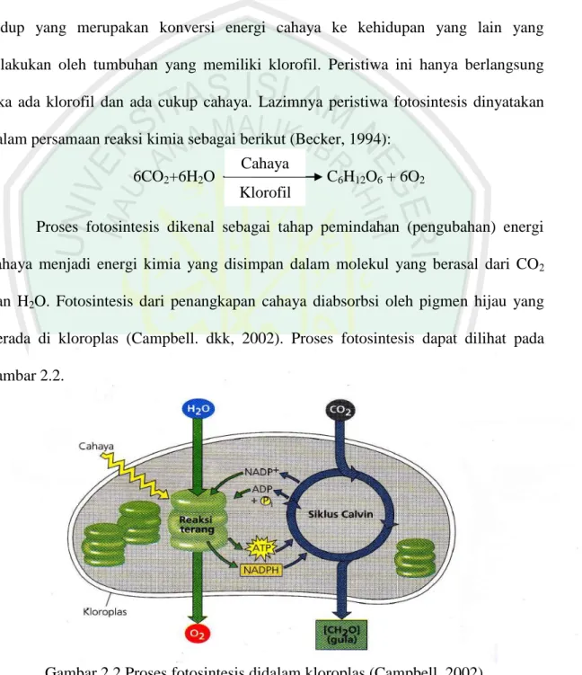 Gambar 2.2 Proses fotosintesis didalam kloroplas (Campbell, 2002). 