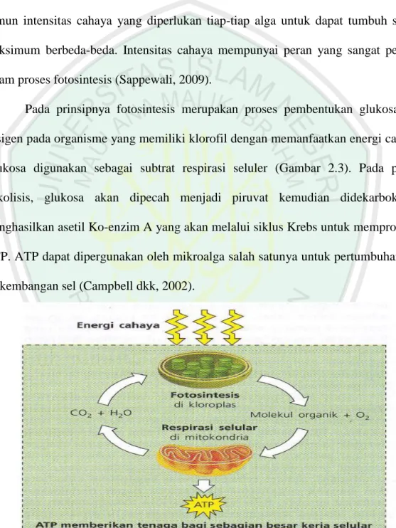 Gambar 2.3 Siklus ulang pada proses fotositesis dan respirasi (Campbell, 2002). 