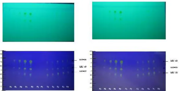 Gambar 6. Foto kromatogram hasil uji kualitatif lempeng II senyawa kurkuminoid dalam tablet hisap secara  kromatografi yang dilihat pada UV 254  (Atas) dan UV 366  (Bawah)