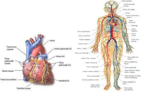 Gambar : Jantung pusat kardiovaskuler  Gambar : Sistem kardiovaskuler 