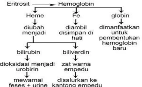Gambar 2.4 Skema Proses Perombakan Eritrosit 