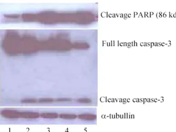 Gambar  4.  Analisis  Western  blott  deteksi  apoptosis  (cleaved  PARP)  dan  pengamatan  aktivasi  caspase  effektor  capase-3