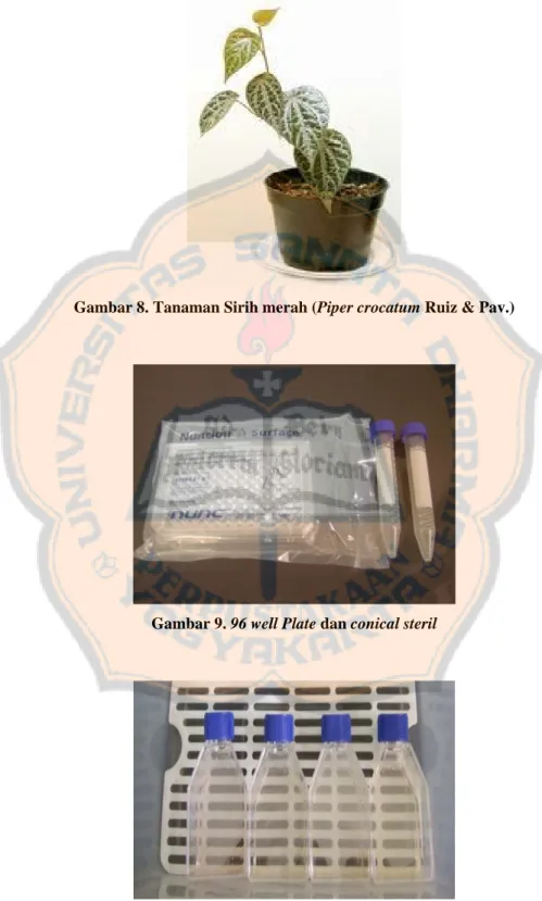 Gambar 8. Tanaman Sirih merah (Piper crocatum Ruiz &amp; Pav.) 