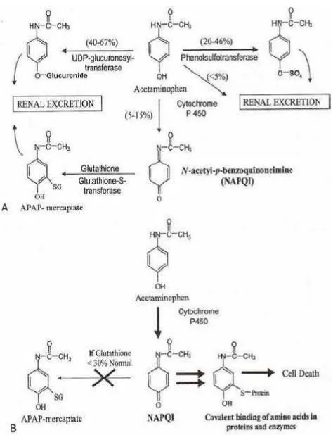 Gambar 3. Metabolisme Parasetamol  (Clark R. 1973) 