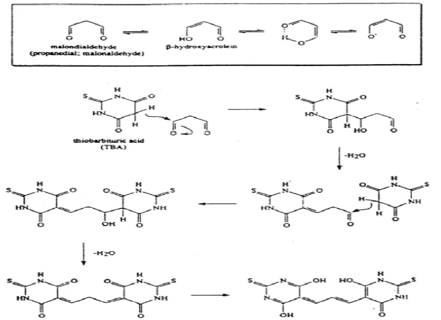 Gambar 2.  Reaksi serum darah MDA dan TBA membentuk kompleks warna merah muda9  