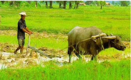 Gambar 1. Dahulu petani masih menggunakan tenaga hewan untuk  membajak sawah. 