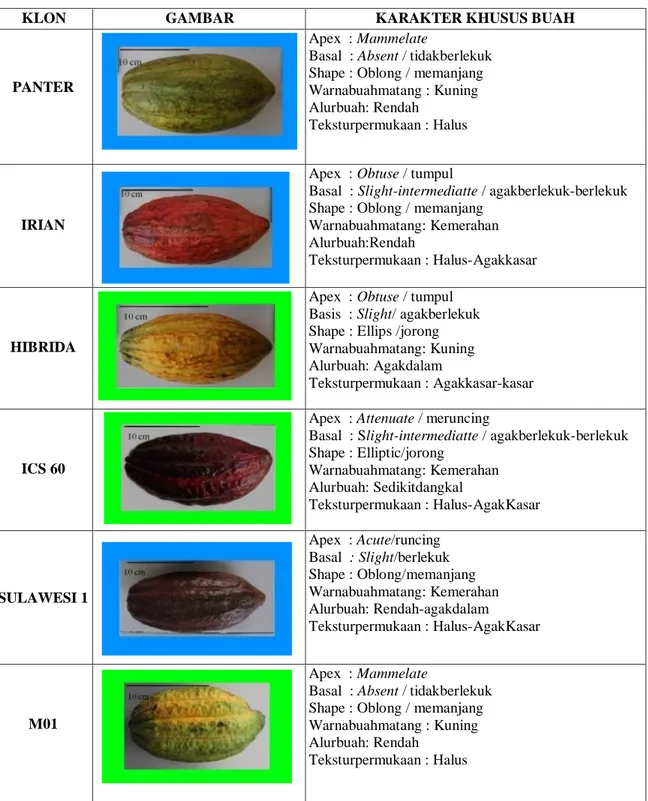 Tabel 1. Morfologi buah kakao klon Panter, Irian, ICS60, Hibrida, S1 dan M01. 