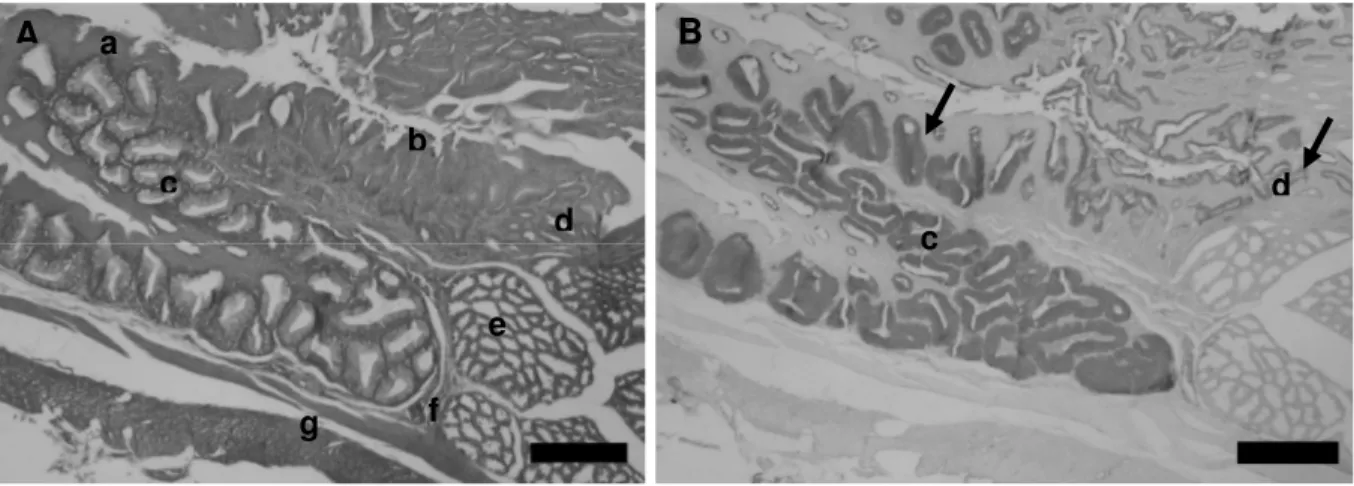 Gambar  3.  Struktur  histologis  daerah  peralihan  esofagus–proventrikulus  Collocalia  linchi   (a) epitel pipih banyak lapis; (b) epitel silindris sebaris; (c) kelenjar esofagus; (d)  kelenjar  proventrikulus  tipe  tubular  mukus;  (e)  kelenjar  prov