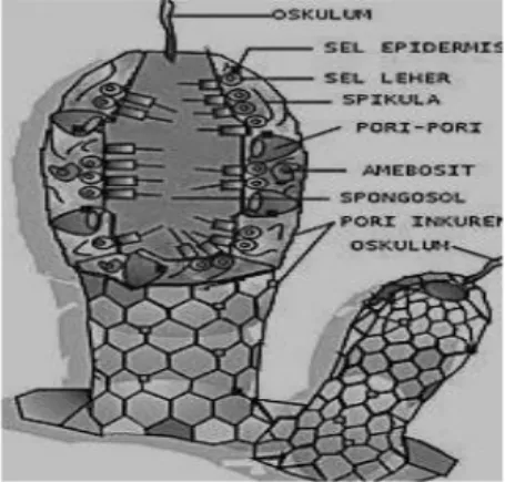 Gambar 2. Bagian Organ Sponge   (Sumber: Adun Rusyana. 2011: 19) 