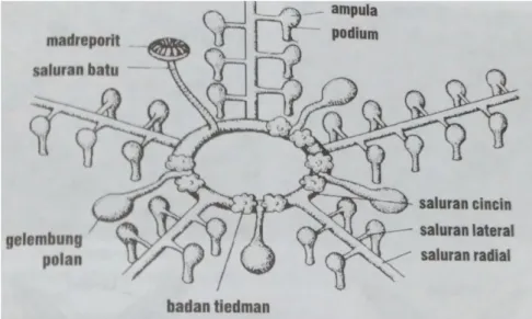 Gambar 8. Sistem Ambulakral Echinodermata  (Sumber: Radiopoetro. 1996: 120) 