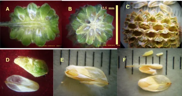 Gambar 1. Morfologi buah dan benih cemara laut. A) potongan membujur buah muda, B) potongan melintang buah muda, C) susunan cone yang berisi benih matang,  D) benih cemara laut,  E-F) bagian-bagian benih