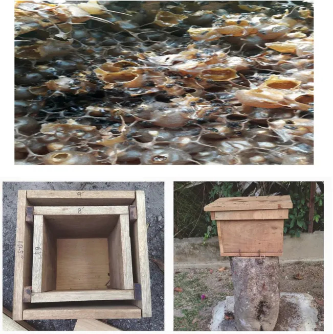 Gambar 1. Sarang madu kelulut (atas) dan kotak budidaya (bawah)  Tidak  seperti  madu  lebah  pada  umumnya 