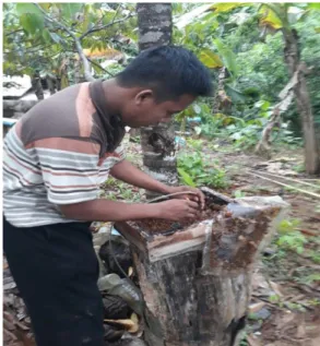 Gambar 2. Proses panen 