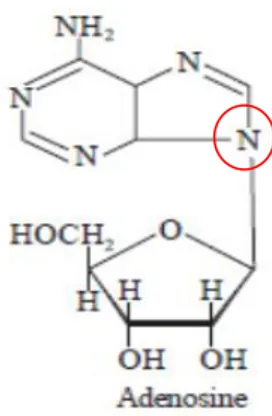 Gambar 9 : Struktur Adenosine (Kar, 2007) 