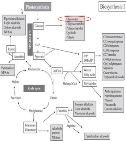 Gambar 2 : Lintasan metabolisme dasar sintesis metabolit sekunder (Wink, 2010) 