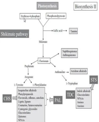 Gambar 3 : Lintasan shikimate sintesis metabolit sekunder (Wink, 2010) 