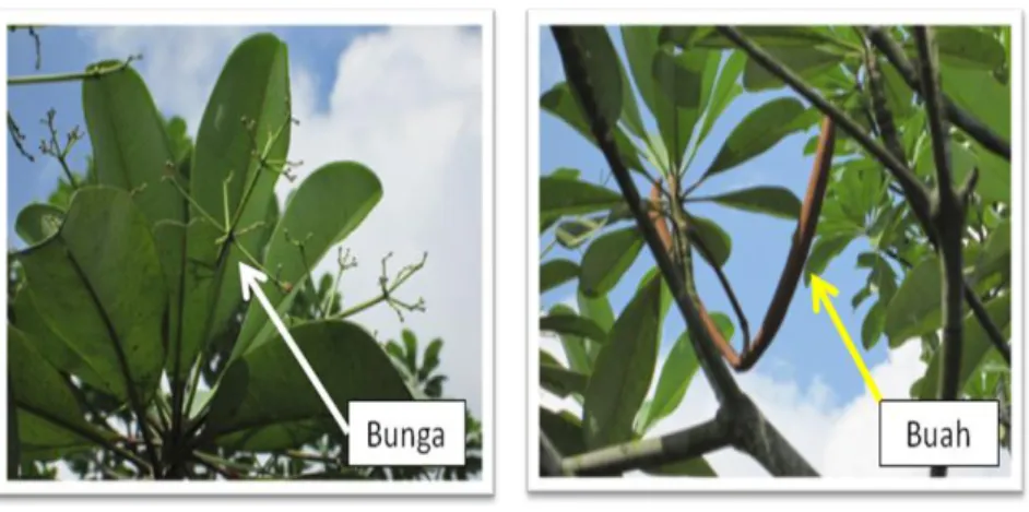 Gambar 3.  Bunga  dan  buah  pohon  jelutung  rawa  (Dyera  lowii  dan  Dyera polyphylla) 