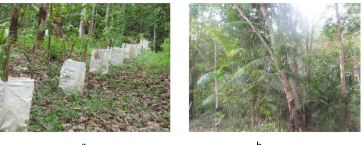 Gambar  6.  Rotan  jernang  di  KHDTK  Kemampo,  Banyuasin  (a),  Rotan  jernang  di  kebun  karet  masyarakat, Sarolangun (b)