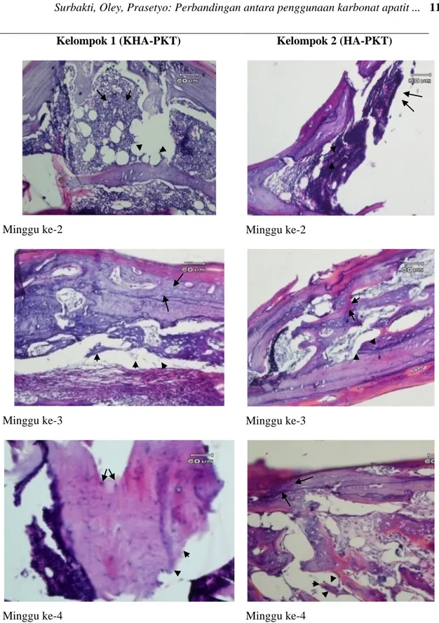 Gambar  1.  Histopatologik  pertumbuhan  tulang  kalvaria  pada  minggu  ke-2,  ke-3,  dan  ke-4  untuk  kelompok  1  dan  2