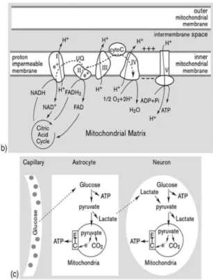 Gambar  2.  (a)  Skema  Glikolisis  dan  siklus  Krebs,  (b)  Skema  elektron  transport  mitokondria,  (c)  Skema coupled metabolism astrosit-neuron 