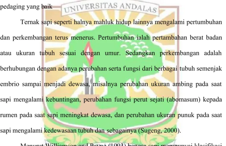 Gambar : Sapi Simental