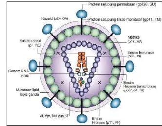 Gambar 2.   Struktur virion  HIV-1. Partikel lengkap HIV-1 memiliki komponen  amplop, matriks dan inti  (sumber : Robinson 2002 ) 