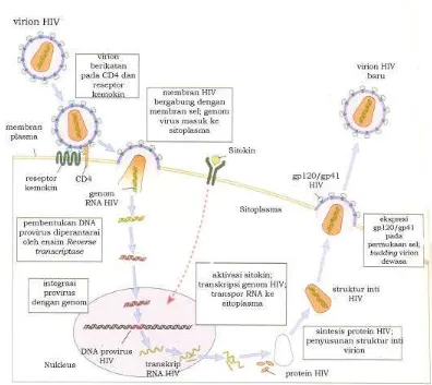 Gambar 3.  Siklus hidup HIV dalam tubuh (sumber: Abbas dan Lichtman 2000) 