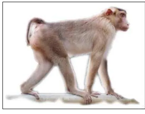 Gambar 4.     Satwa primata Macaca nemestrina  usia pradewasa  