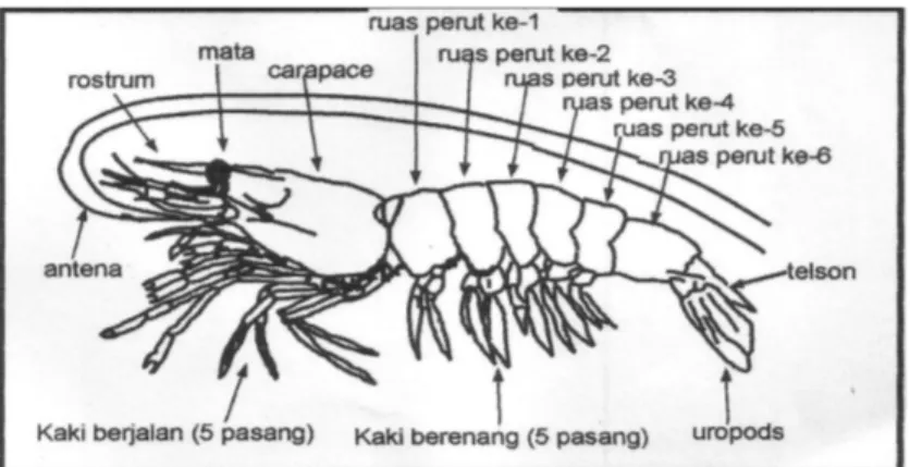 Gambar 1. Morfologi udang vannamei (Haliman, R.W  dan  Adijaya, D.S 2005)