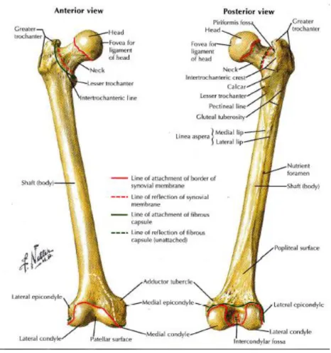 Gambar 1. Anatomi Femur  (dikutip dari kepustakaan 5) 