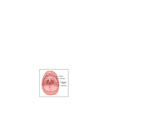 Gambar 2.2 Anatomi Tonsil
