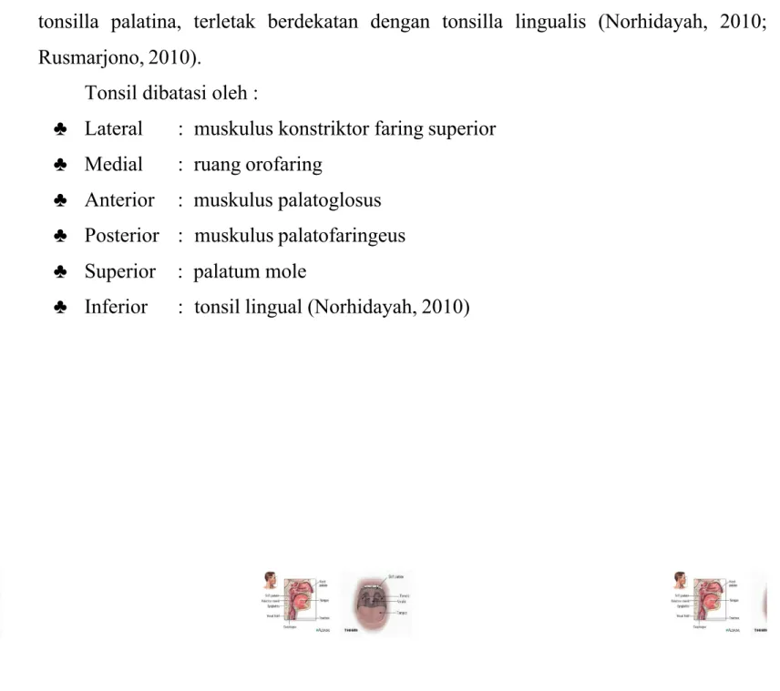 Gambar 2.3 Tonsilla Palatina