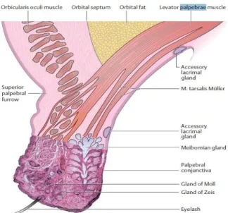Gambar 1. Anatomi Palpebra Potongan Sagital