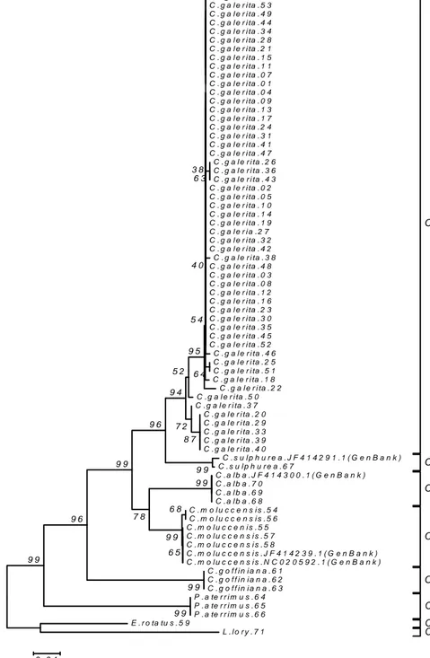 Gambar  1.  Pohon  filogeni  berdasarkan  gen  COI  DNA  mitokondria  pada  burung  kakatua  (Psittacidae)  pada  seleksi tahap I