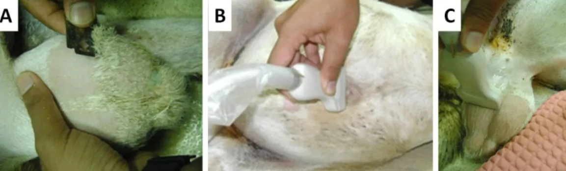 Gambar 1   Pemeriksaan ultrasonografi organ reproduksi domba jantan ekor tipis (DET) Indonesia