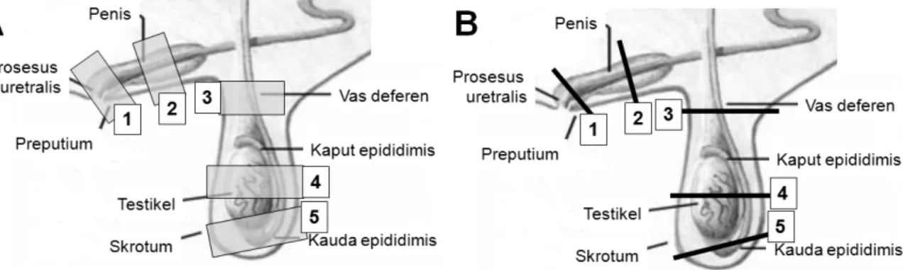 Gambar 4 Sonogram glans penis; A,B. potongan me- me-manjang; C,D. potongan melintang. k=kulit,  lpr=lumen preputium, pt=peritoneum, gp= 
