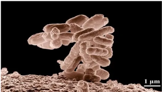 Gambar 2.2  Escherichia coli 49