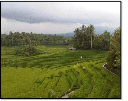 Figure 2. Paddy field with Terracering and Subak SystemSource: Sri Sumarniasih (2013)  