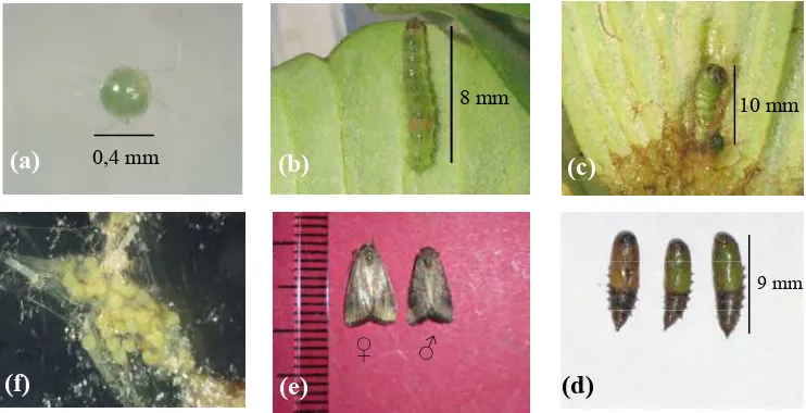 Gambar 2  Fase hidup Spodoptera  pectinicornis: (a) telur, (b) larva,(c) prapupa, 