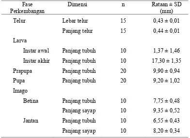 Tabel 2  Ukuran pada berbagai fase perkembangan S.  pectinicornis 