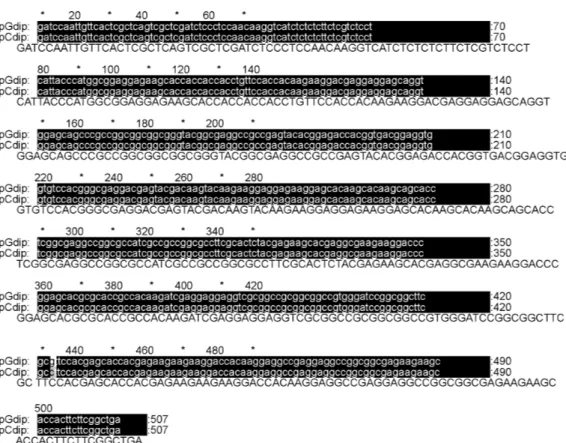 Gambar 12.  Penjajaran urutan nukleotida gen dip22 dari pGEM ® –T Easy (pGdip) dengan hasil sekuensing dip22 dari pCAMBIA1303  (pCdip)
