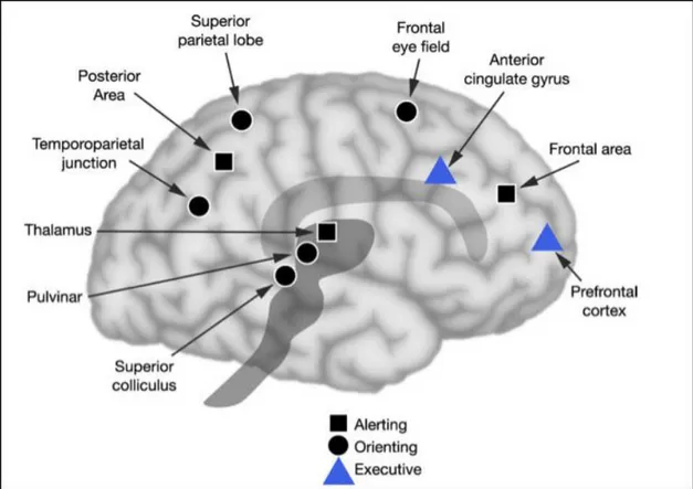 Gambar 1. Area anatomis di otak yang berperan dalam proses atensi  Sumber : Posner MI, Rothbart MK