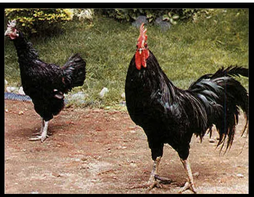 Gambar 1. Ayam kampung 